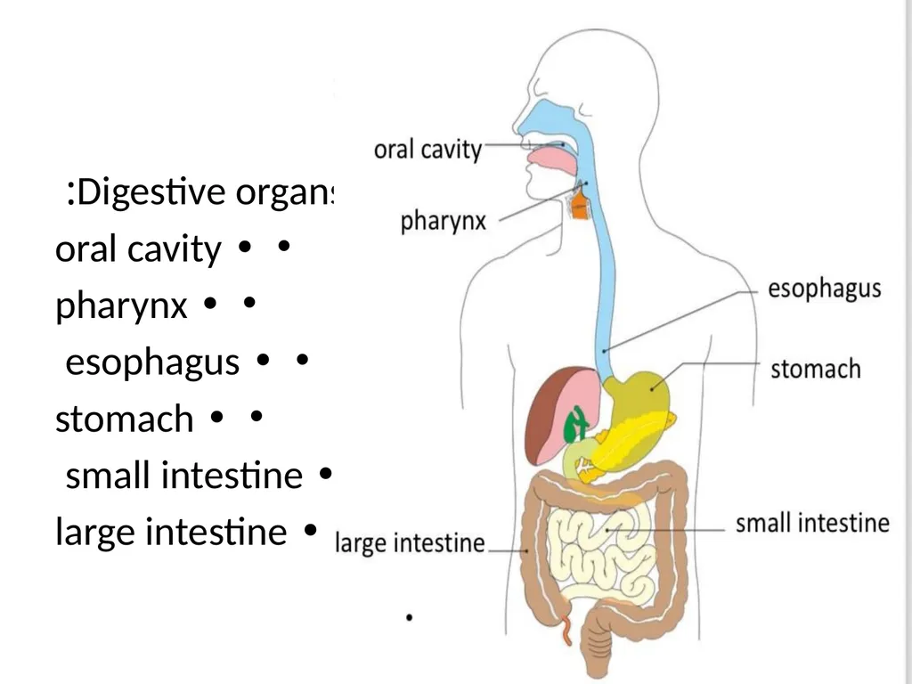 Gastroitestinal tracts( GIT ) part 1))practical - slide 6 of 20