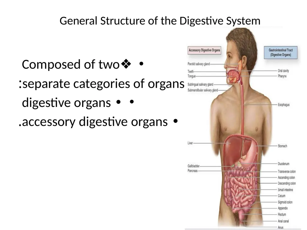 Gastroitestinal tracts( GIT ) part 1))practical - slide 5 of 20