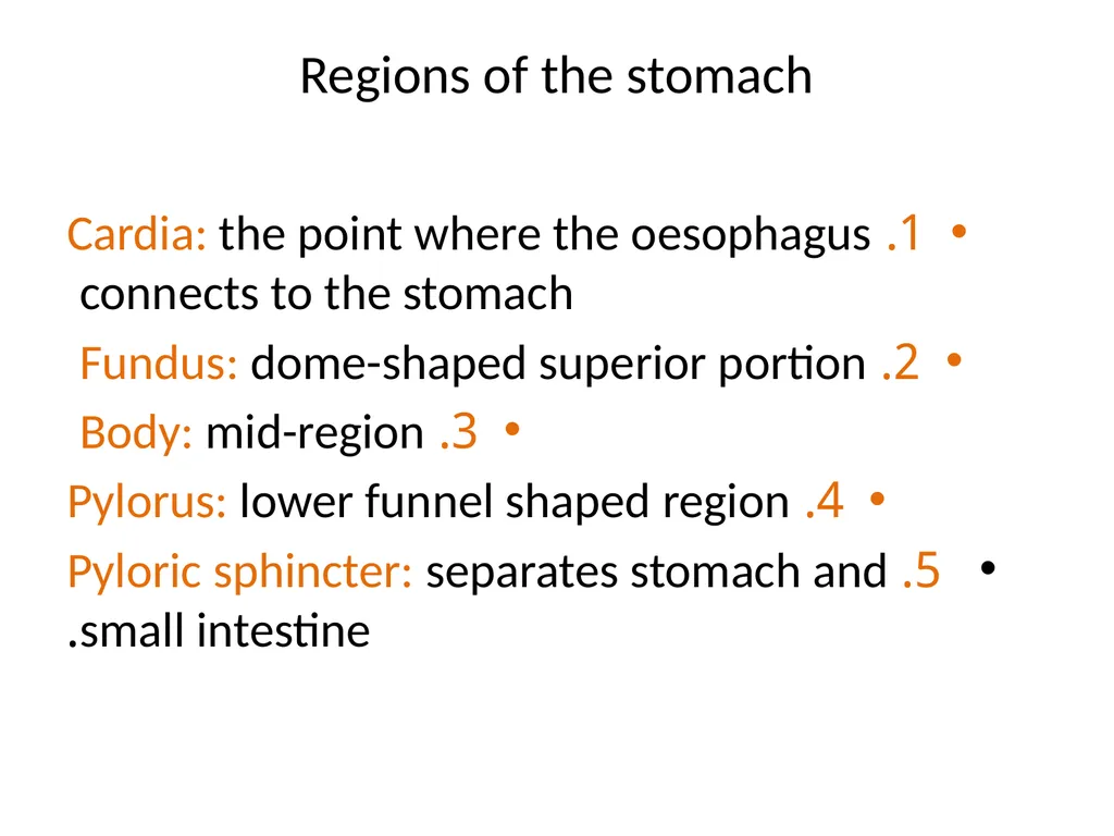 Gastroitestinal tracts( GIT ) part 1))practical - slide 16 of 20