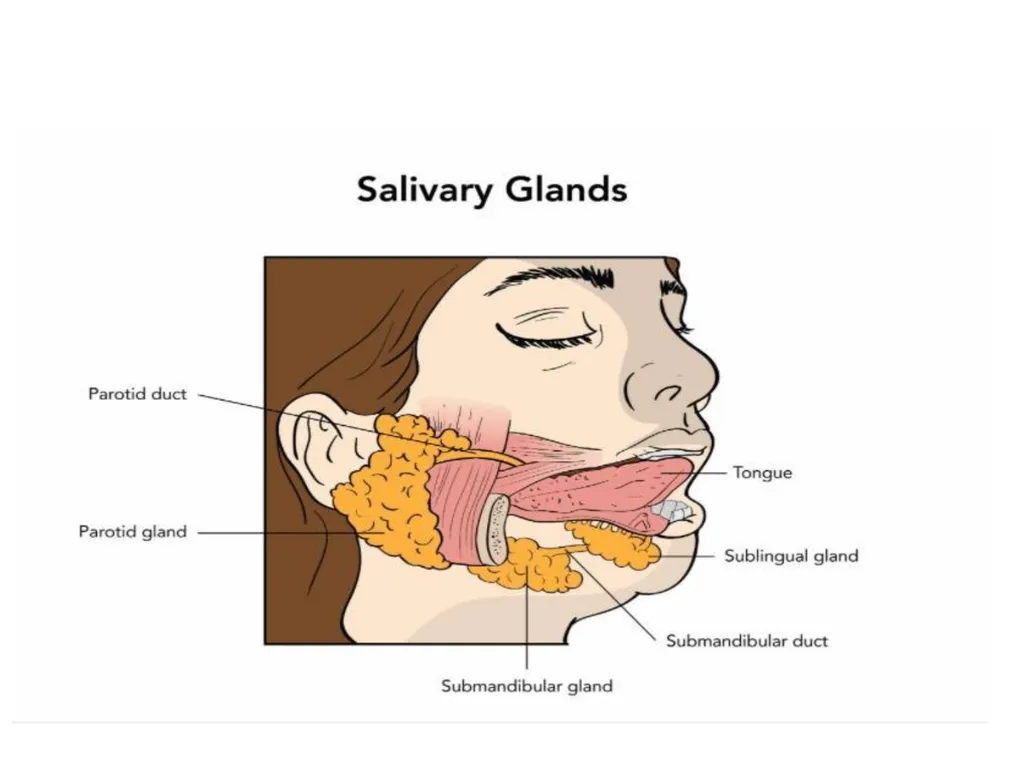 Gastroitestinal tracts( GIT ) part 1))practical - slide 12 of 20