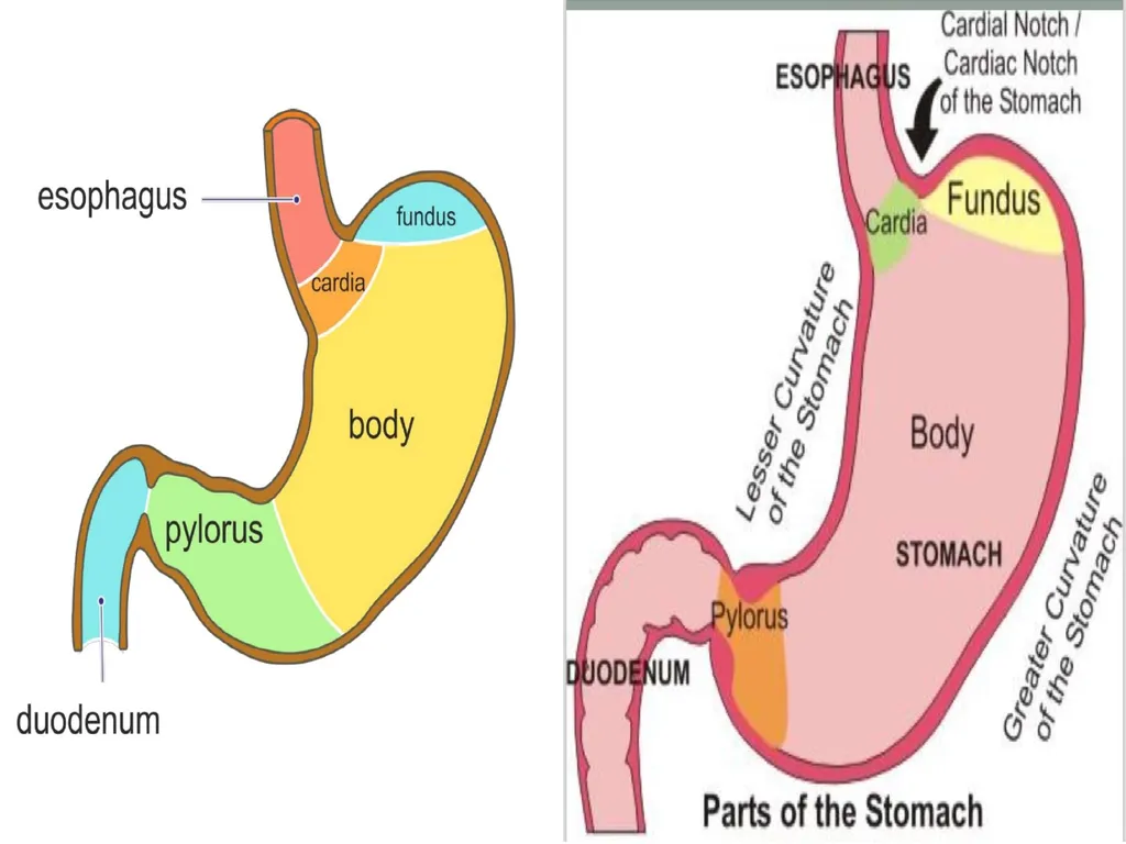 Gastroitestinal tracts( GIT ) part 1))practical - slide 17 of 20