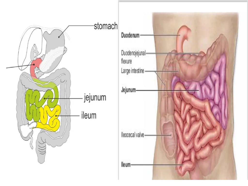 Gastroitestinal tracts( GIT ) part 1))practical - slide 19 of 20