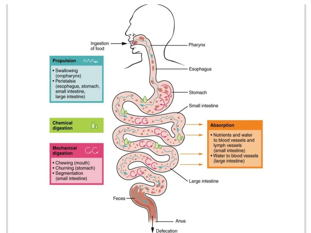Gastroitestinal tracts( GIT ) part 1))practical - slide 4 of 20