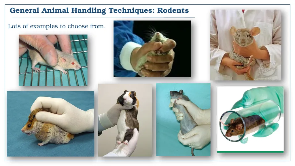 A snapshot into Animal Studies Principles of - slide 10 of 19