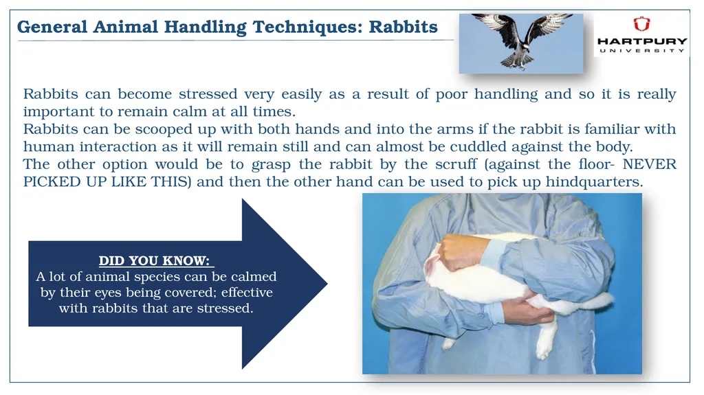 A snapshot into Animal Studies Principles of - slide 11 of 19