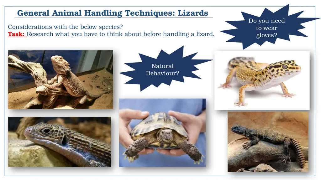 A snapshot into Animal Studies Principles of - slide 14 of 19