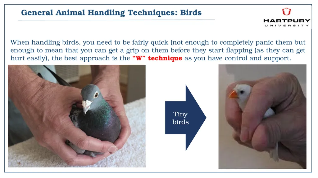 A snapshot into Animal Studies Principles of - slide 15 of 19