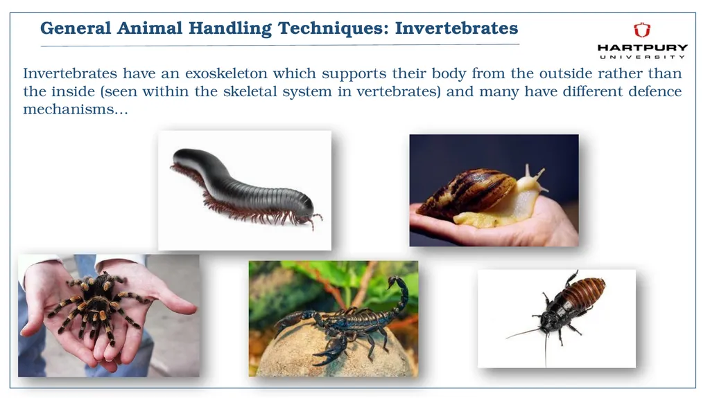 A snapshot into Animal Studies Principles of - slide 16 of 19