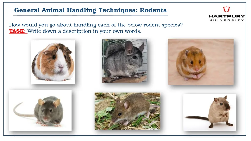A snapshot into Animal Studies Principles of - slide 9 of 19