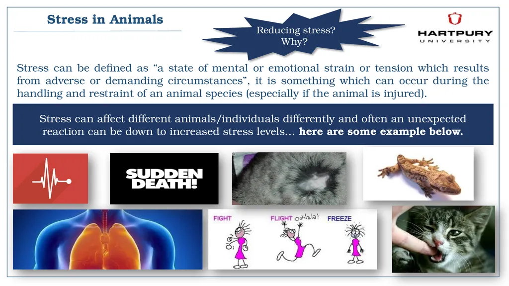 A snapshot into Animal Studies Principles of - slide 19 of 19