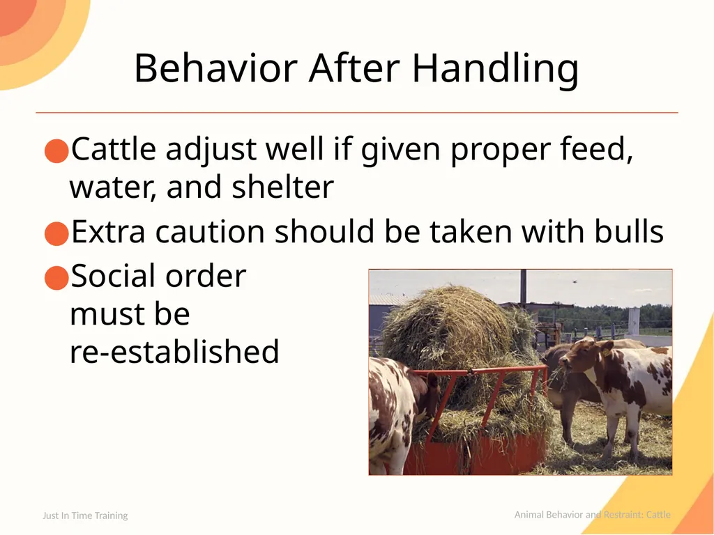 Animal Behavior and Restraint Cattle Cattle - slide 10 of 15