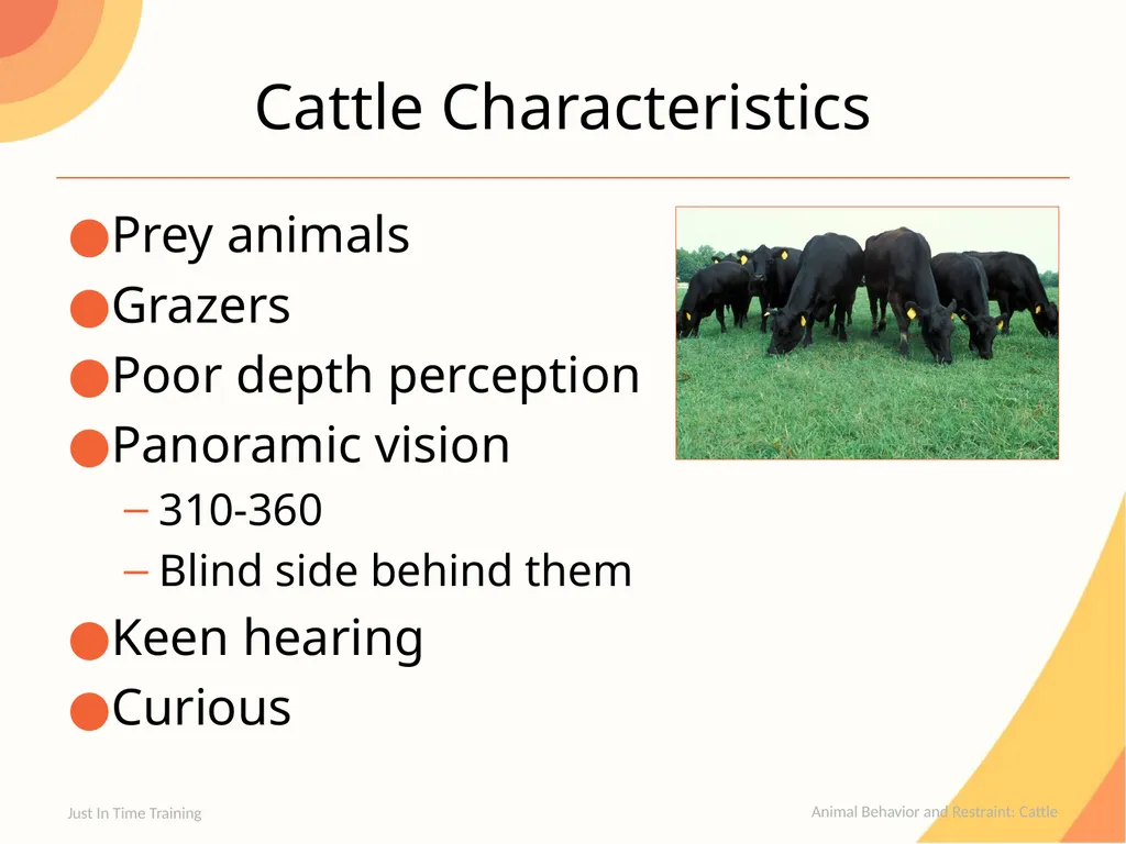 Animal Behavior and Restraint Cattle Cattle - slide 2 of 15