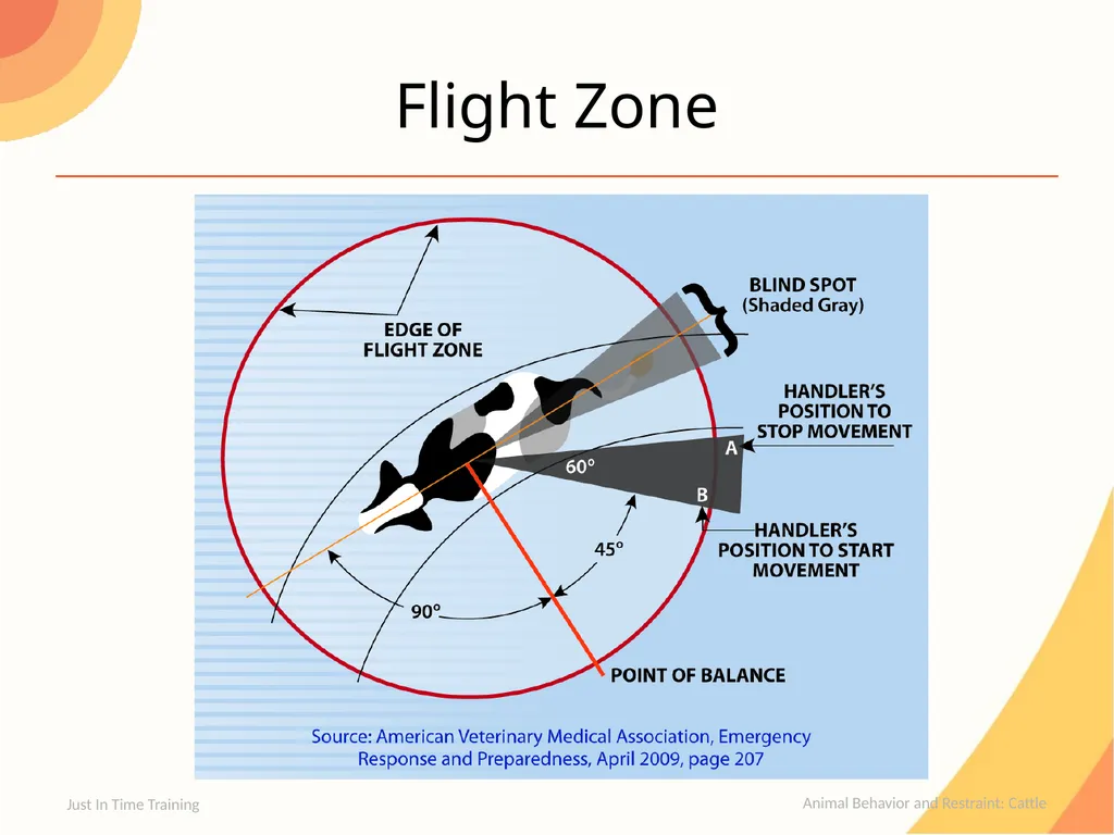 Animal Behavior and Restraint Cattle Cattle - slide 6 of 15