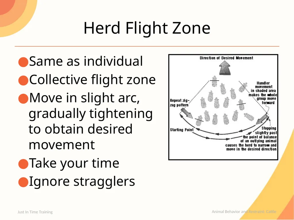 Animal Behavior and Restraint Cattle Cattle - slide 7 of 15
