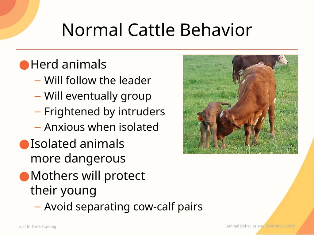 Animal Behavior and Restraint Cattle Cattle - slide 3 of 15