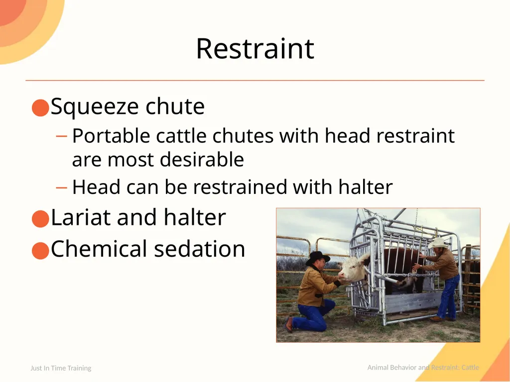Animal Behavior and Restraint Cattle Cattle - slide 11 of 15