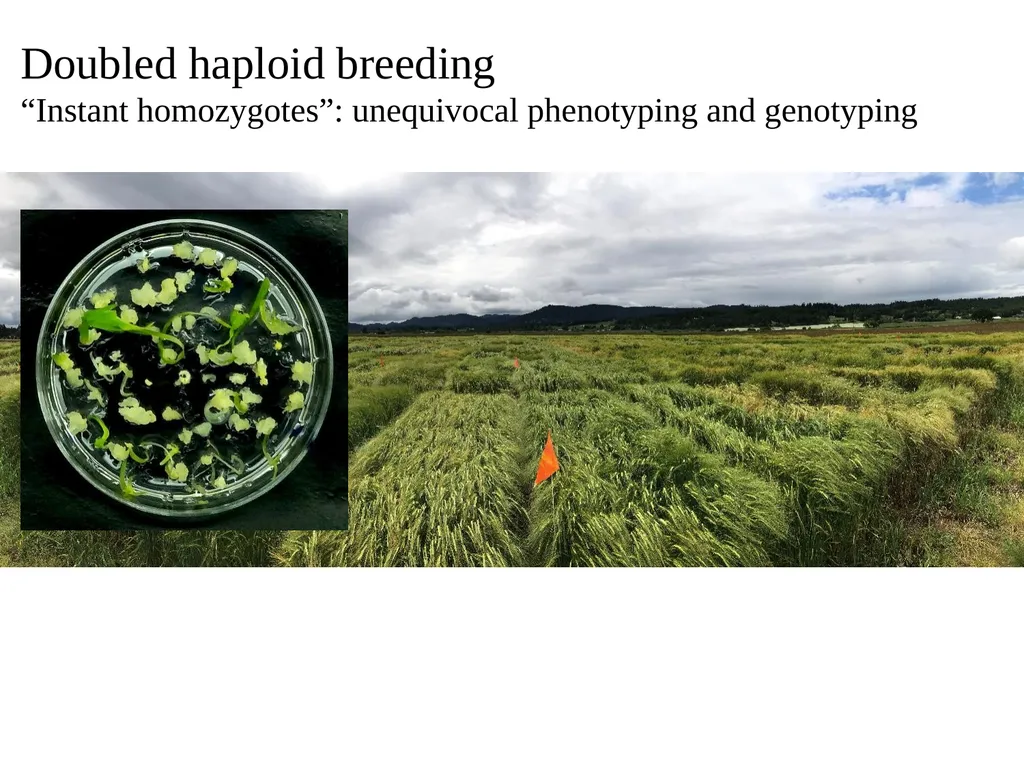 The what, when, why, and how of barley In the - slide 14 of 33
