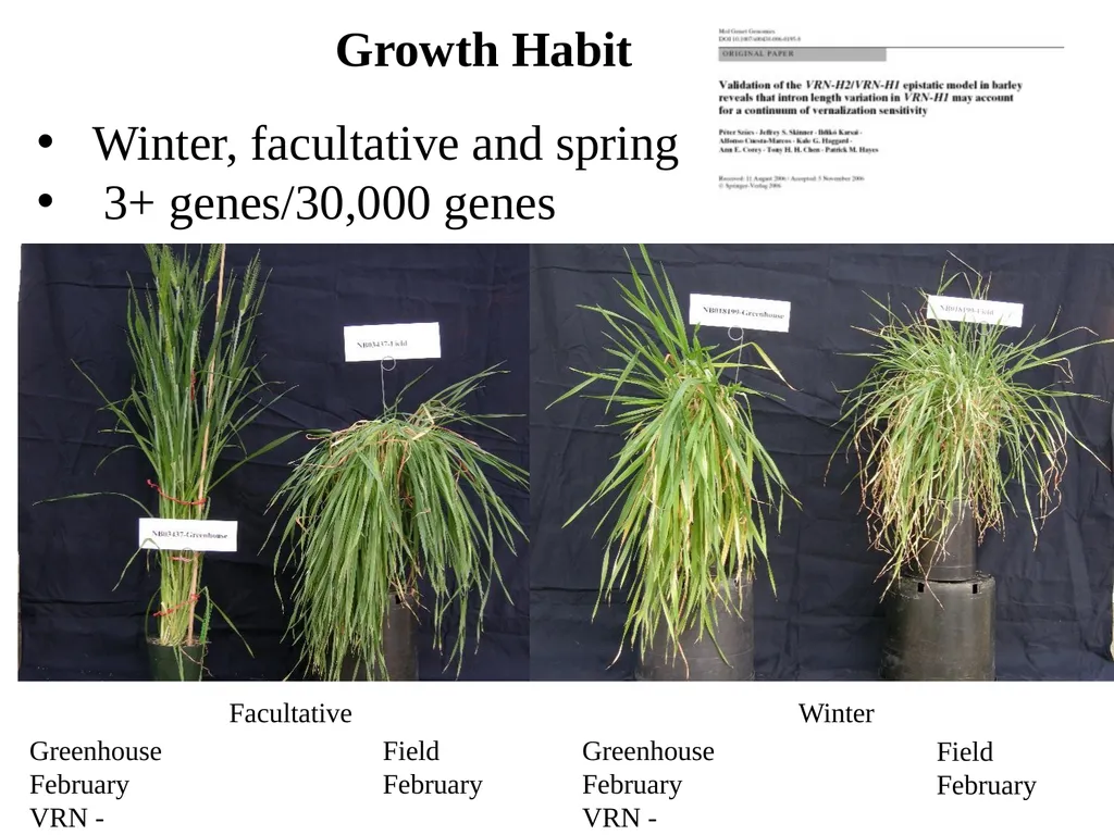 The what, when, why, and how of barley In the - slide 8 of 33