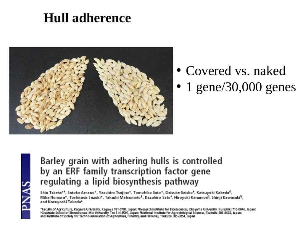The what, when, why, and how of barley In the - slide 7 of 33