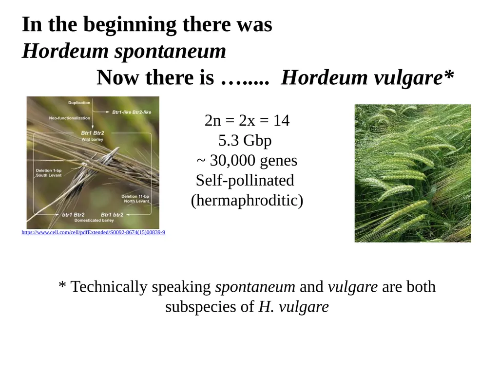 The what, when, why, and how of barley In the - slide 2 of 33