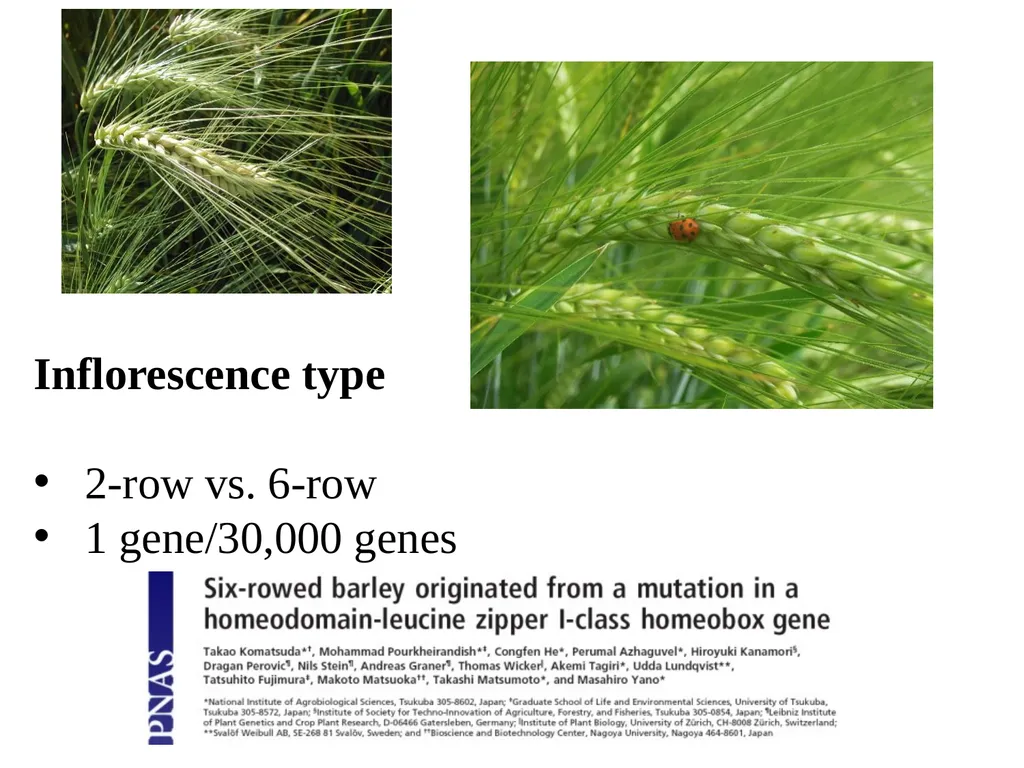 The what, when, why, and how of barley In the - slide 6 of 33