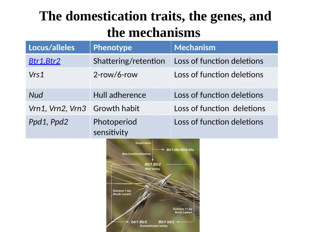 The what, when, why, and how of barley In the - slide 5 of 33
