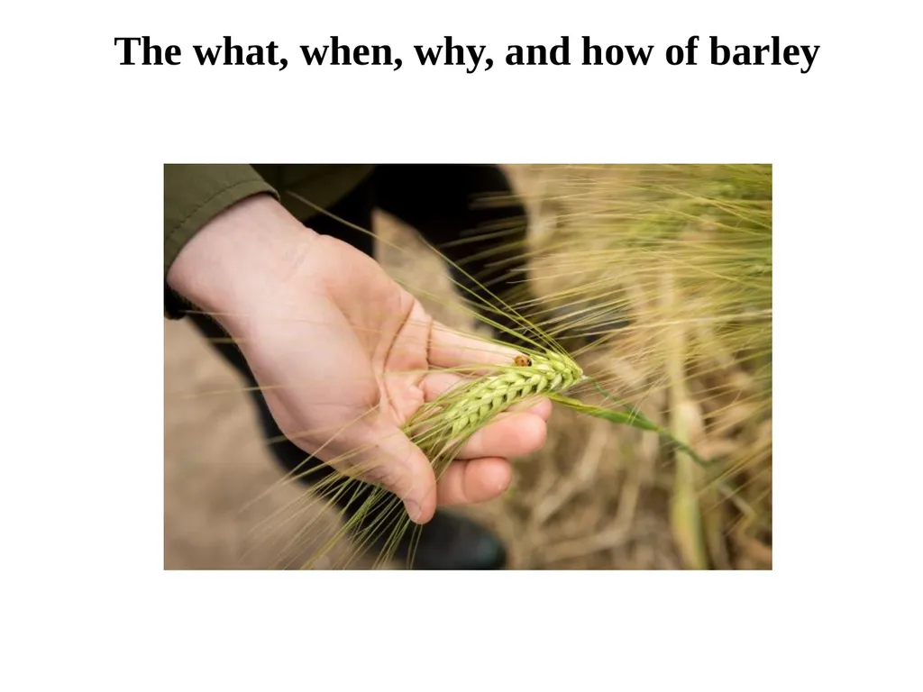 The what, when, why, and how of barley In the - slide 1 of 33