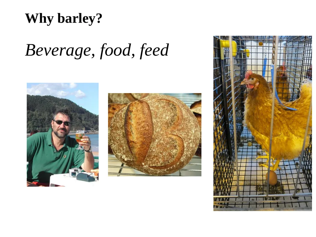 The what, when, why, and how of barley In the - slide 11 of 33
