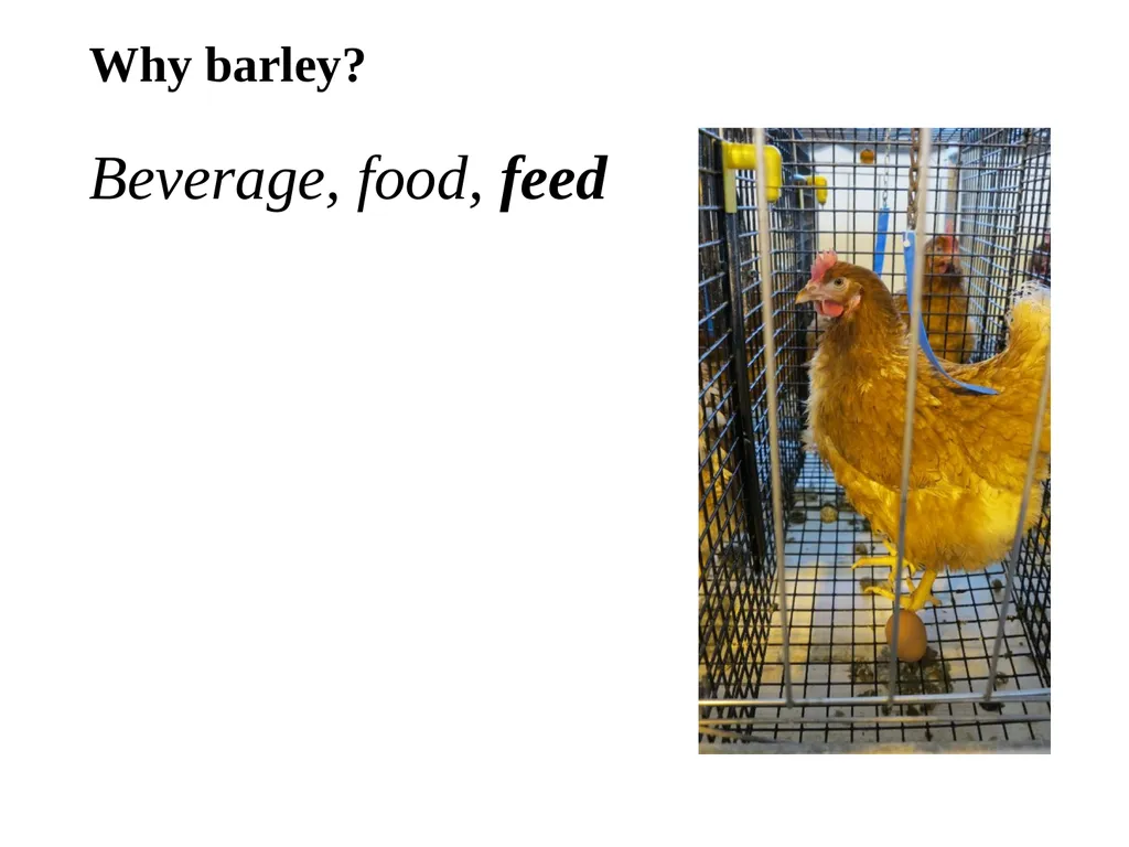 The what, when, why, and how of barley In the - slide 24 of 33