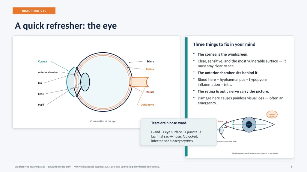 BRADFORD VTS TEACHING AIDS Eye Emergencies in - slide 5 of 36