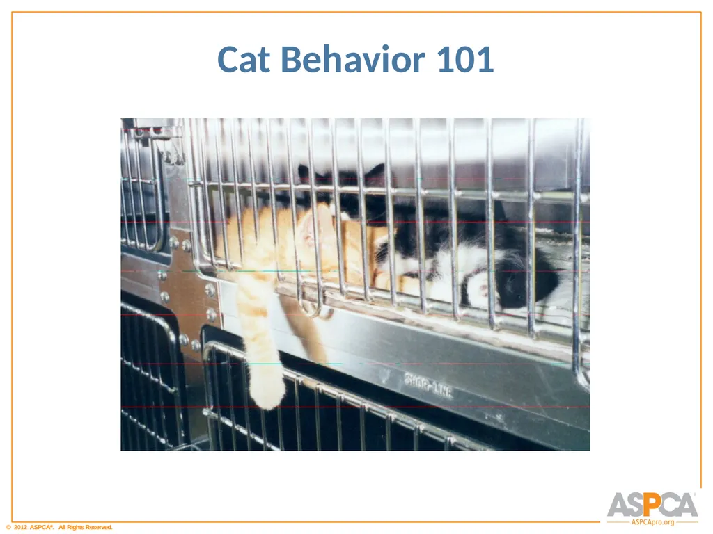Basic Orientation for Staff and Volunteers - slide 35 of 40