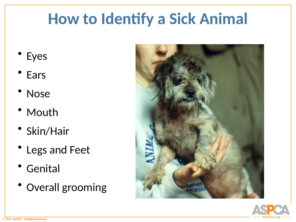 Basic Orientation for Staff and Volunteers - slide 11 of 40