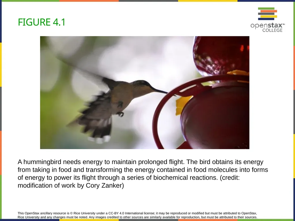 Concepts of Biology Chapter 4 HOW CELLS OBTAIN - slide 2 of 63