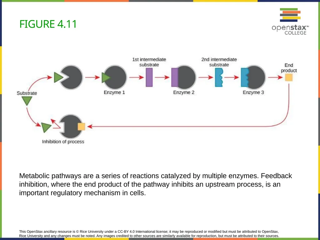 Concepts of Biology Chapter 4 HOW CELLS OBTAIN - slide 36 of 63