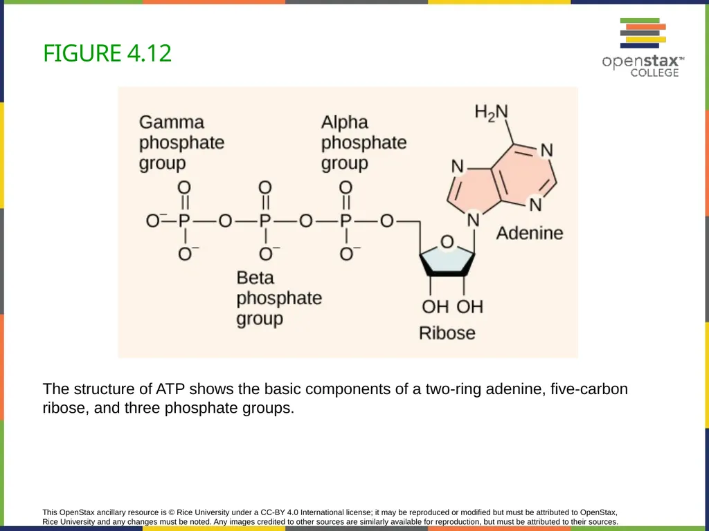 Concepts of Biology Chapter 4 HOW CELLS OBTAIN - slide 40 of 63