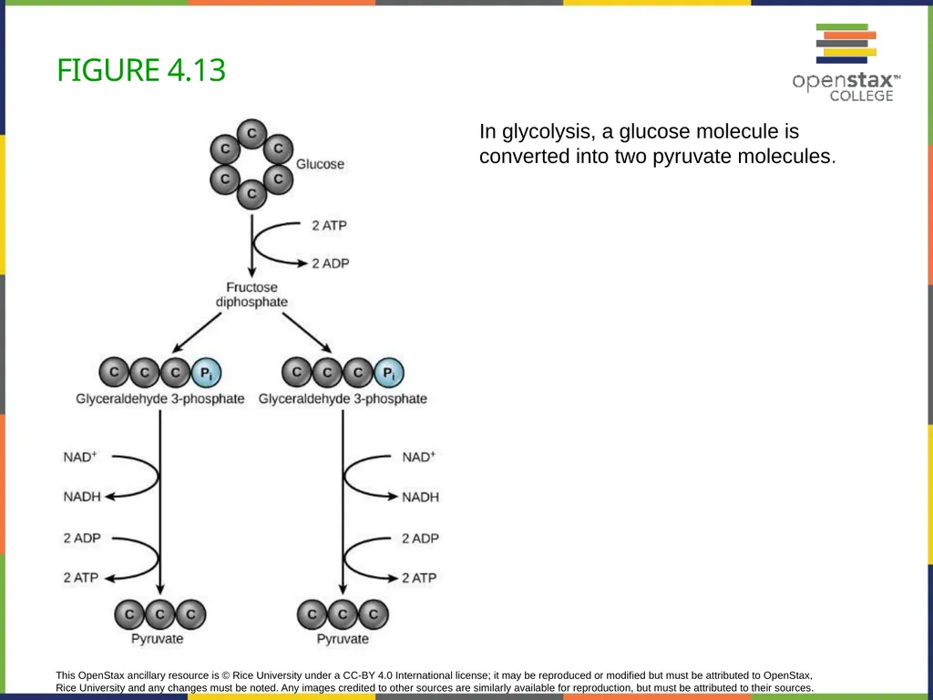 Concepts of Biology Chapter 4 HOW CELLS OBTAIN - slide 42 of 63
