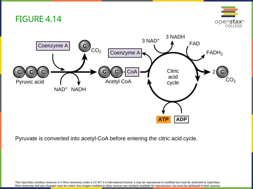 Concepts of Biology Chapter 4 HOW CELLS OBTAIN - slide 45 of 63