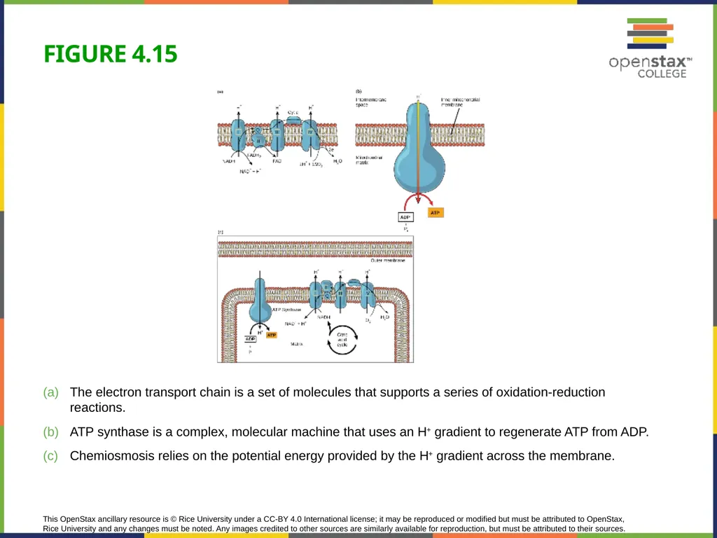 Concepts of Biology Chapter 4 HOW CELLS OBTAIN - slide 49 of 63