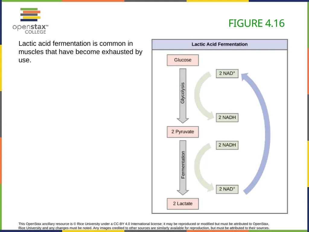 Concepts of Biology Chapter 4 HOW CELLS OBTAIN - slide 53 of 63