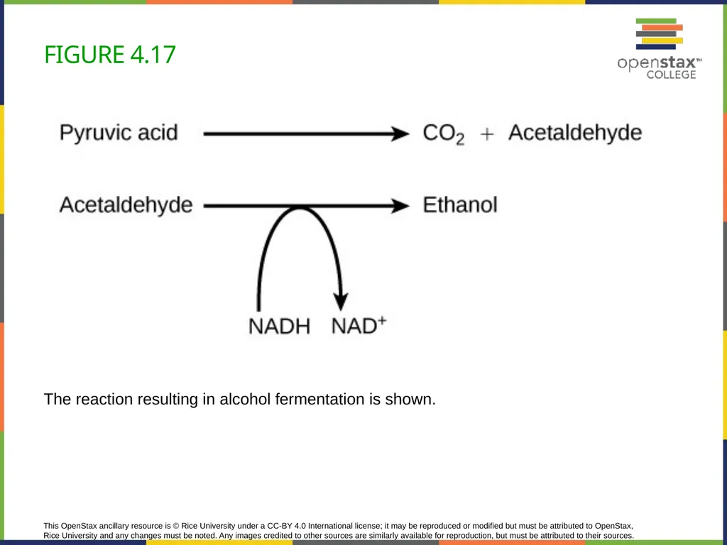 Concepts of Biology Chapter 4 HOW CELLS OBTAIN - slide 55 of 63
