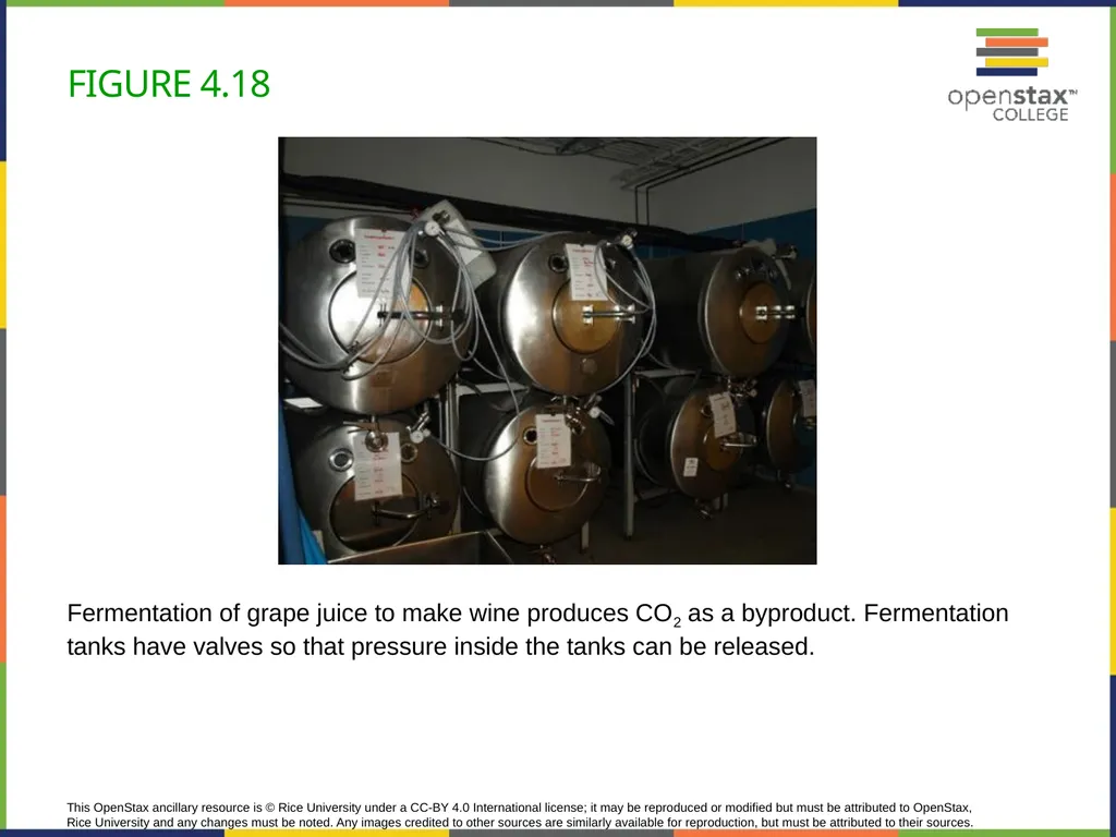 Concepts of Biology Chapter 4 HOW CELLS OBTAIN - slide 56 of 63
