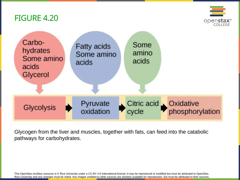 Concepts of Biology Chapter 4 HOW CELLS OBTAIN - slide 63 of 63