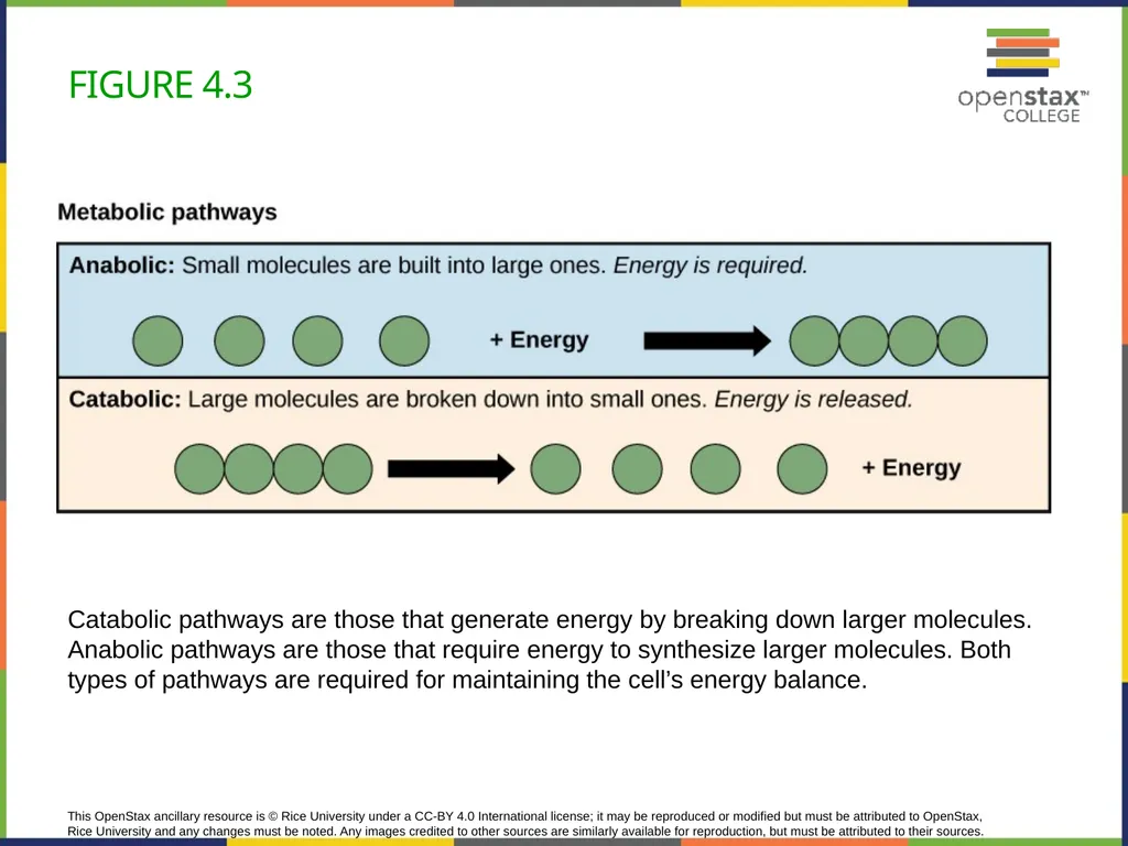 Concepts of Biology Chapter 4 HOW CELLS OBTAIN - slide 10 of 63
