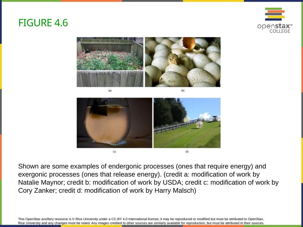 Concepts of Biology Chapter 4 HOW CELLS OBTAIN - slide 22 of 63