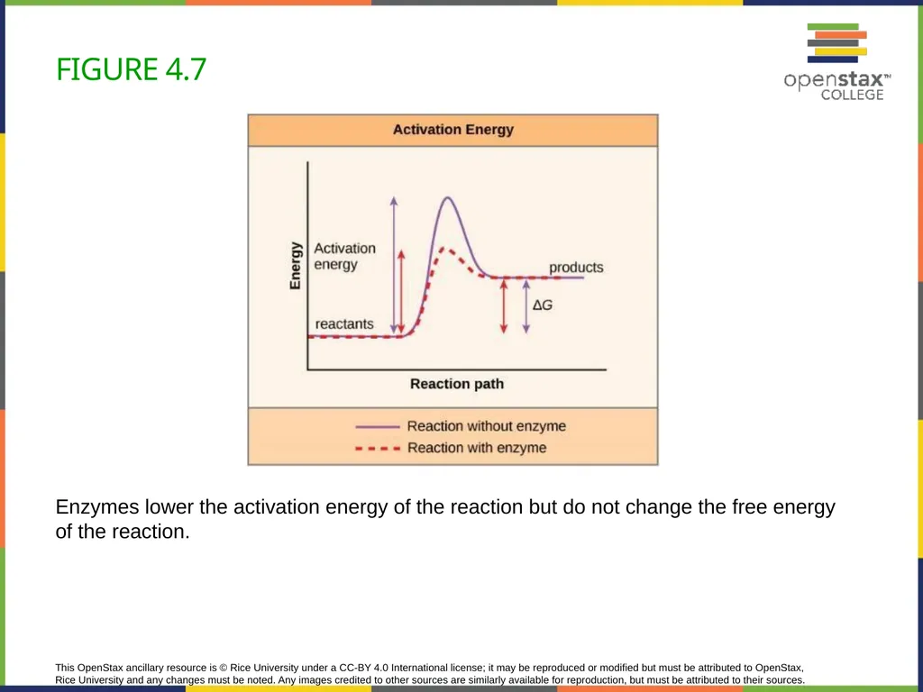 Concepts of Biology Chapter 4 HOW CELLS OBTAIN - slide 25 of 63