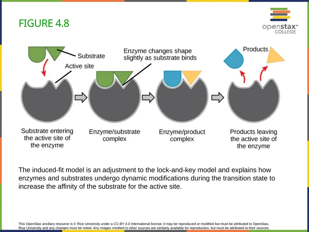 Concepts of Biology Chapter 4 HOW CELLS OBTAIN - slide 27 of 63