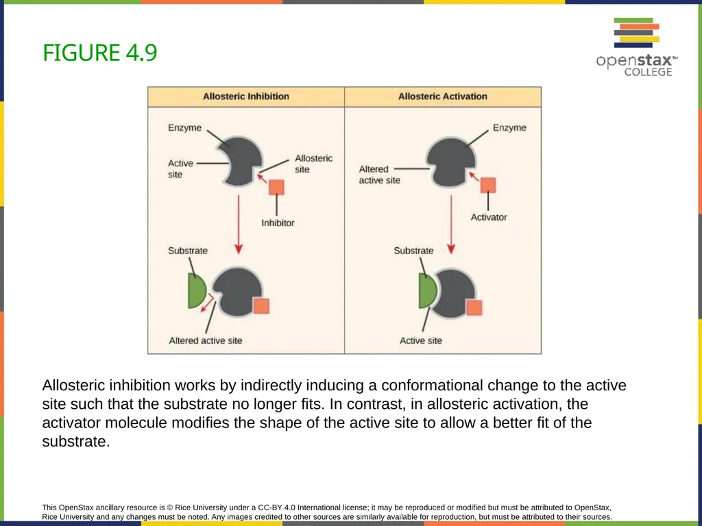 Concepts of Biology Chapter 4 HOW CELLS OBTAIN - slide 32 of 63