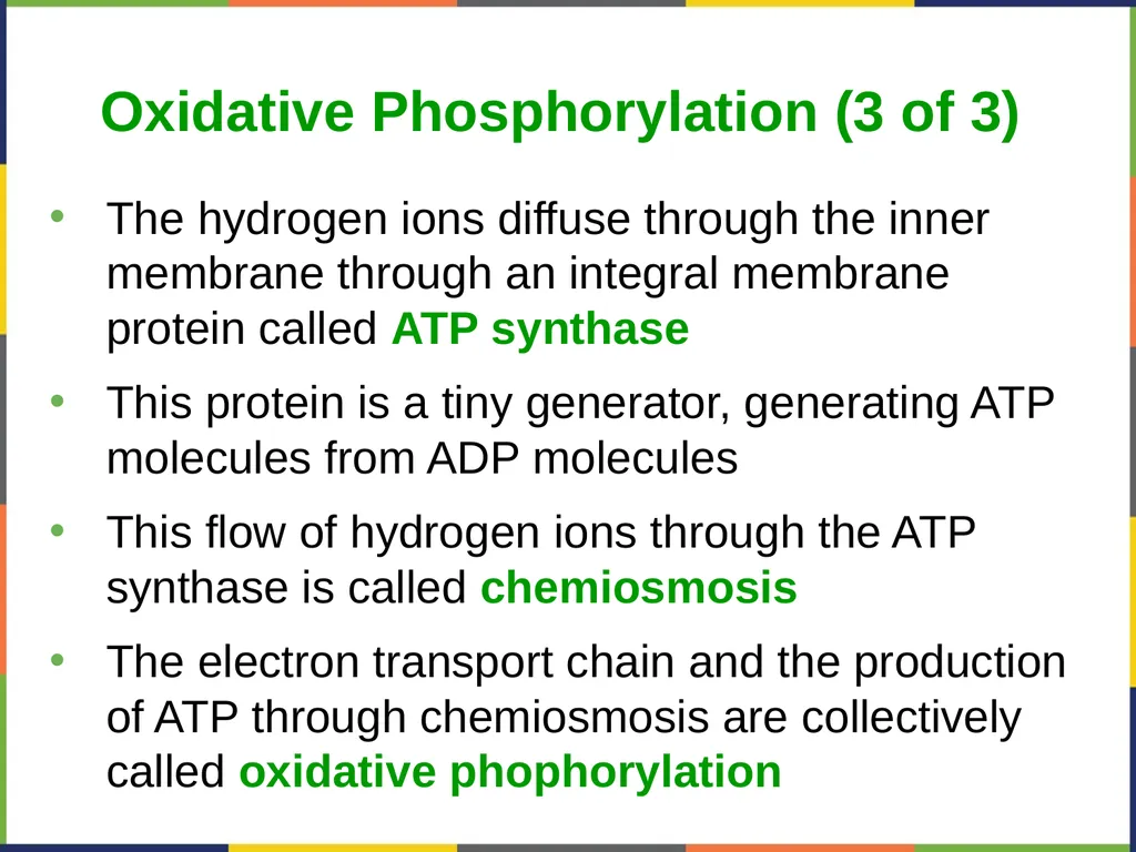 Concepts of Biology Chapter 4 HOW CELLS OBTAIN - slide 48 of 63