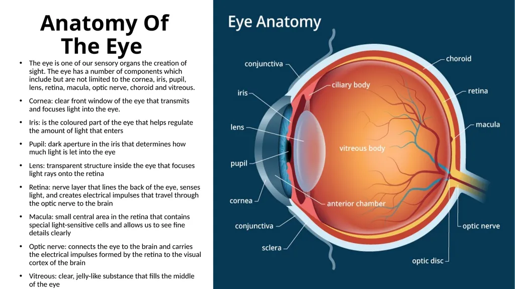Lash Lift & Tint Training Manual Introduction - slide 14 of 32