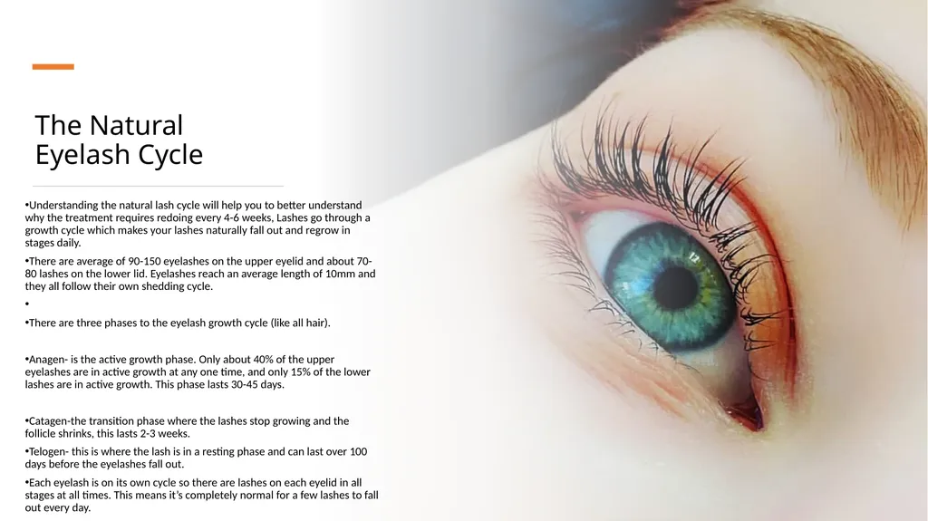 Lash Lift & Tint Training Manual Introduction - slide 12 of 32